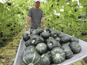 해남군, 공중재배로 귀하게 키운 '해남 밤호박' 본격 출하