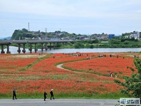 5월 나주여행, 꽃양귀비 만개한 영산강 체육공원