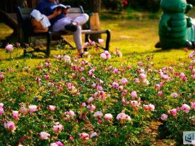 "도심 속 향기 가득"…익산시 장미정원 새 단장