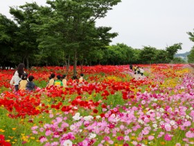 탁트인 바다와 함께 걷는 이색 꽃길,  진도 백조호수공원