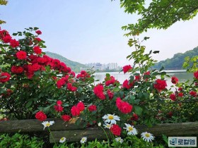 광주 풍암호수공원, 장미 막바지…산책 명소로 각광