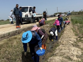 왕우렁이 농작물 피해 심각…친환경 벼 피해 농가 ‘한숨’