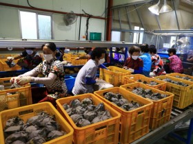 연간 500톤 수출…곡성군배영농조합법인, 7년 연속 농산물전문생산단지‘최우수’선정