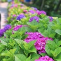 [로컬여행]전남 나주 느러지전망대, 6월 수국길 산책 명소