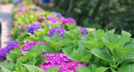 [로컬여행]전남 나주 느러지전망대, 6월 수국길 산책 명소