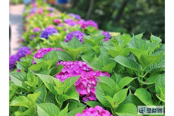 [로컬여행]전남 나주 느러지전망대, 6월 수국길 산책 명소