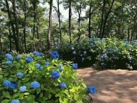 수국 4만여본 만개…영광 매간당 고택 화려한 수국 물결
