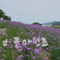 보랏빛 향기 가득, 신안군 퍼플섬에 활짝 핀 버들마편초