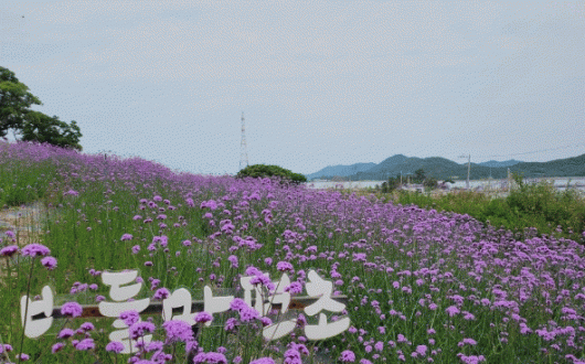보랏빛 향기 가득, 신안군 퍼플섬에 활짝 핀 버들마편초