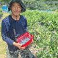 세계 10대 슈퍼푸드…강진 달콤새콤 블루베리 본격 수확