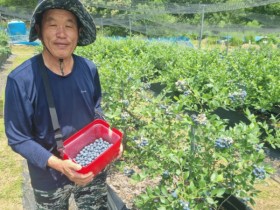 세계 10대 슈퍼푸드…강진 달콤새콤 블루베리 본격 수확