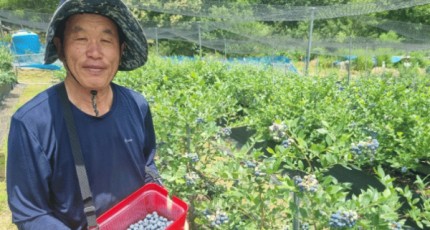세계 10대 슈퍼푸드…강진 달콤새콤 블루베리 본격 수확