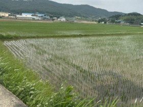 보험료 90% 지원…전남도, 벼 농작물재해보험 27일까지 가입 연장