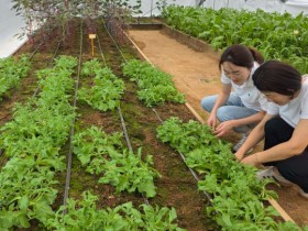10월 국제농업박람회서 유망작물인 아열대채소 선보인다