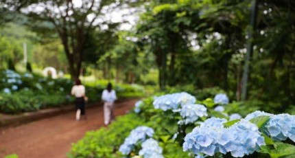 초여름 보성 윤제림, 수국 꽃바다…걷기만 해도 힐링