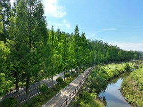 초록이 물든 여름 드라이브 길, 보성 메타세콰이어길
