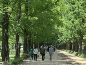메리골드와 수국물결, 담양 학동리 공동체 정원…산책 코스로 인기