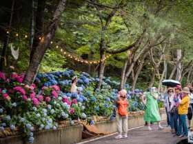 [포토]강진 보은산 V랜드 공원의 수국 꽃 물결