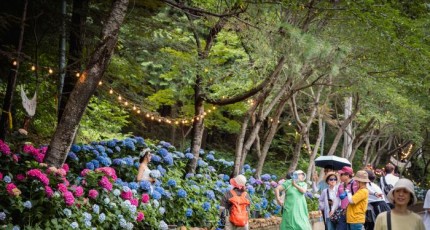 [포토]강진 보은산 V랜드 공원의 수국 꽃 물결