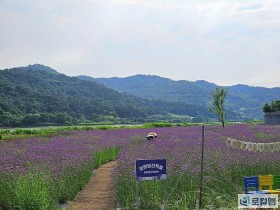 [포토]보랏빛 산책로…광주 황룡강생태정원 버들마편초
