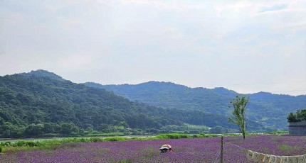 [포토]보랏빛 산책로…광주 황룡강생태정원 버들마편초