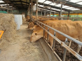 고온스트레스 완화제 공급…전남도, 가축 폭염피해 예방에 20억 긴급 투입