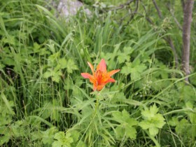 지리산 특별보호구역서 멸종위기 '날개하늘나리' 개화