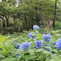 [로컬여행]4만 송이 수국으로 물든, 전남 영광 매간당 고택
