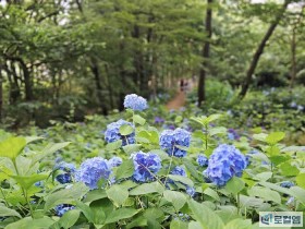 [로컬여행]4만 송이 수국으로 물든, 전남 영광 매간당 고택