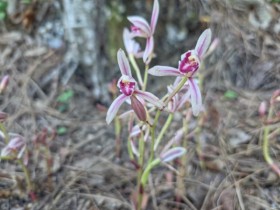 지리산 신규 자생지서, 멸종위기 야생생물 2급 '대흥란' 개화