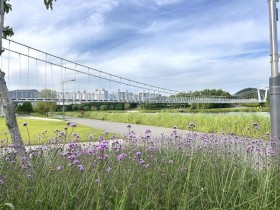 순천 동천변과 오천그린광장, 보랏빛 ‘버들마편초’로 물들다