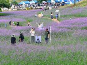 보랏빛 버베나 물결, 장성군 램프공원, 야경 명소로!