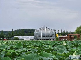 [로컬여행]전남 무안 회산백련지, 연꽃길 따라 남도 여름 여행지로 각광