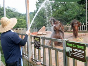 코끼리, 물범 복달임 방법…우치동물원의 여름나기