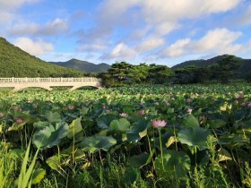 영광 '백수 보은강연꽃방죽’ 연꽃 만개