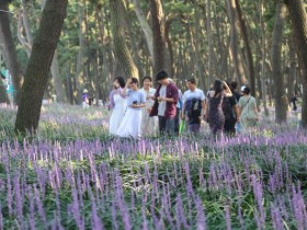 600만 송이, 국내 최대 맥문동 군락… 서천 장항 맥문동 꽃 축제