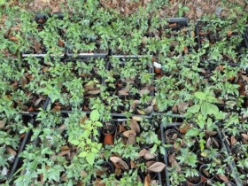 국내 최초…고흥군, ‘콩배 대목’ 활용 배 재배기술  도입