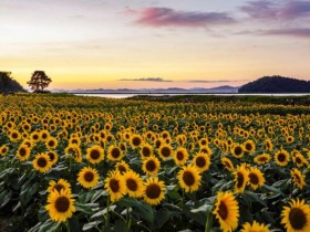 인천 강화 난정저수지, 황금빛 ‘난정 해바라기 정원 축제’...오는 23일 개막