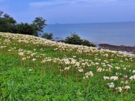 붉노랑 상사화로 물든 변산마실길, 가을 절정의 풍경