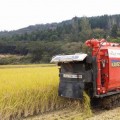 함평 리보라이스·쏘리쌀, 황금빛 유기농 벼 수확 한창