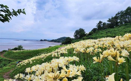 부안 변산마실길 2코스, 붉노랑상사화 꽃물결 이번 주 절정