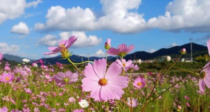 가을의 향기 물씬…코스모스 활짝