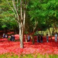[로컬여행] 붉은 꽃물결, 영광 불갑산 상사화 축제 26일부터 10일간 개최