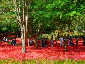 [로컬여행] 붉은 꽃물결, 영광 불갑산 상사화 축제 26일부터 10일간 개최