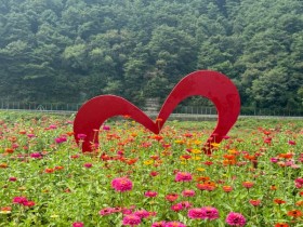 천만 송이 백일홍으로 물드는 10월…‘2025 평창백일홍축제’ 3일 개막