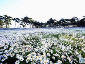 '박창근·장민호와 함께'…정읍 구절초 꽃축제 14∼26일 열려