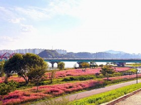 안동시 가을 꽃길, 코스모스·핑크뮬리 만개