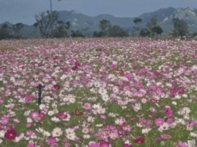 진도군, 진도항과 서망항에 22,000평 ‘가을 코스모스 꽃밭’ 조성