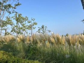 순천시, 오천그린광장에 ‘팜파스’ 만발