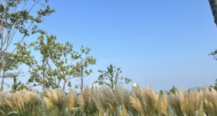 순천시, 오천그린광장에 ‘팜파스’ 만발